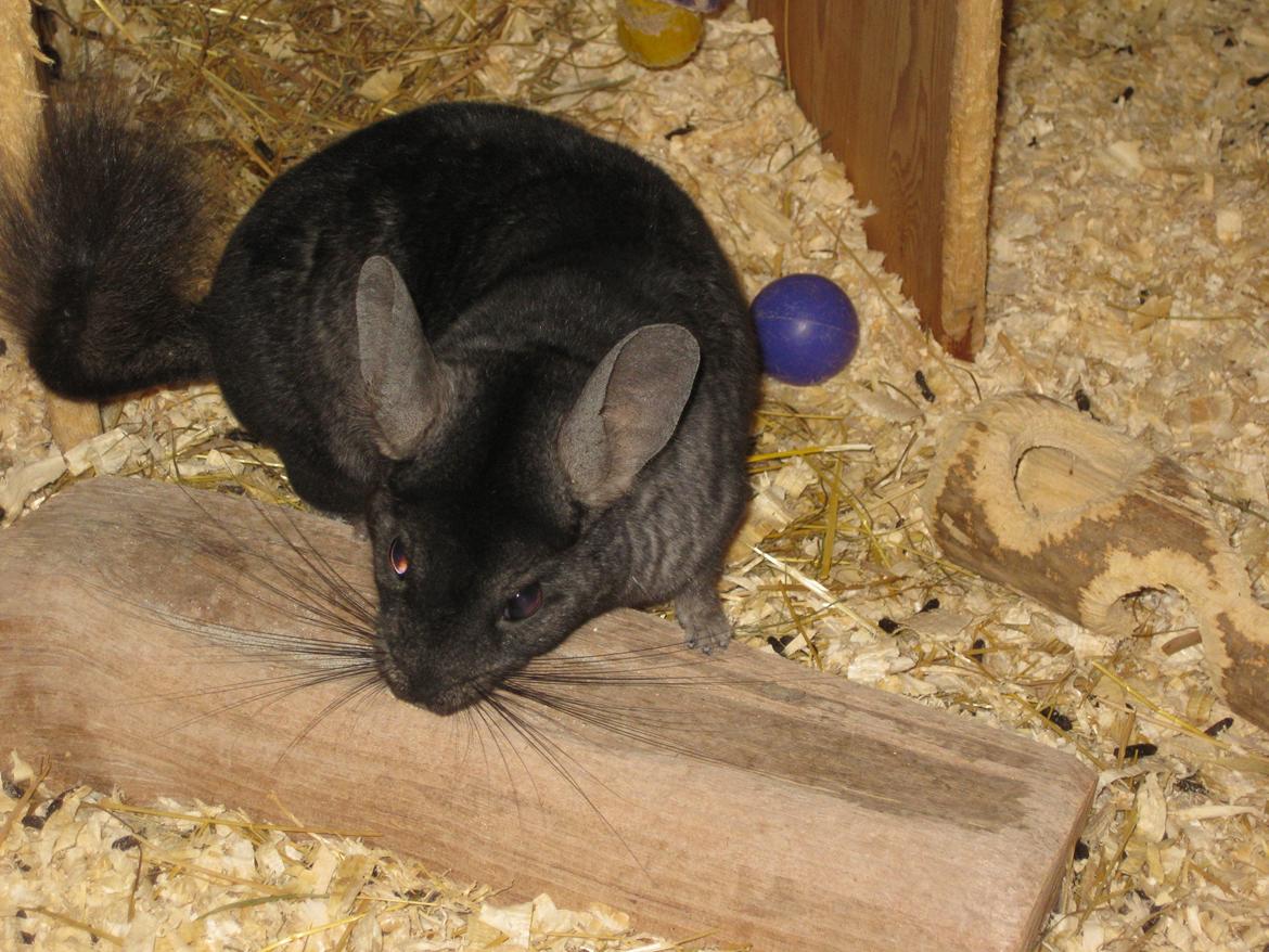 Chinchilla Kastaniens Safir billede 3