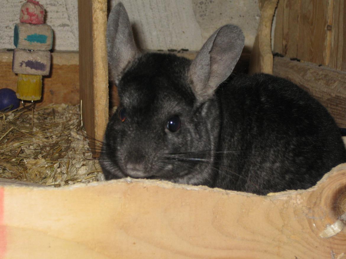 Chinchilla Kastaniens Safir billede 4