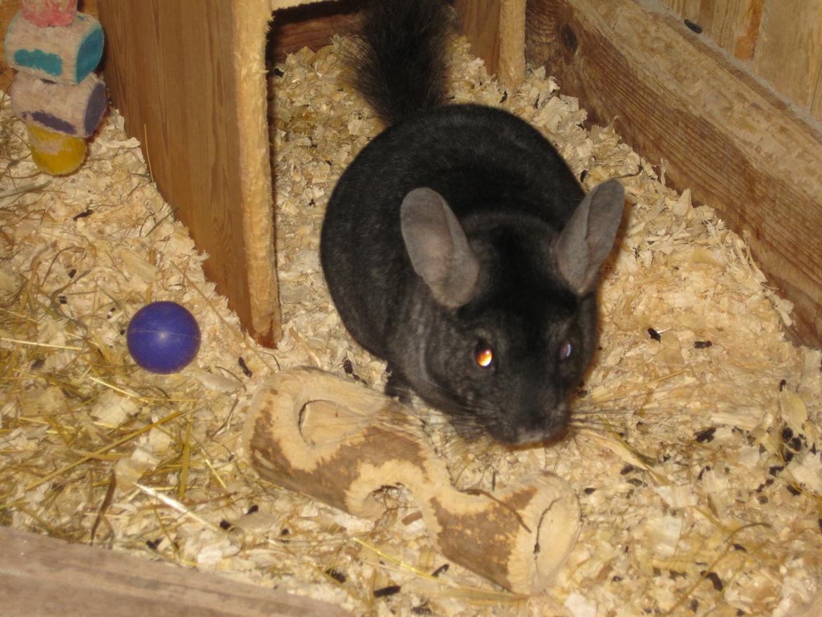 Chinchilla Kastaniens Safir billede 5