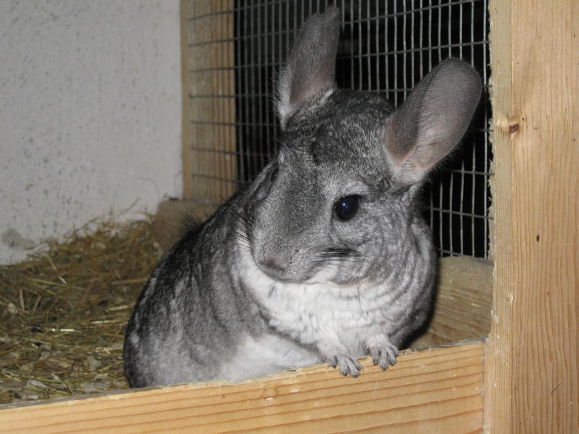 Chinchilla Kastaniens Nanna billede 1