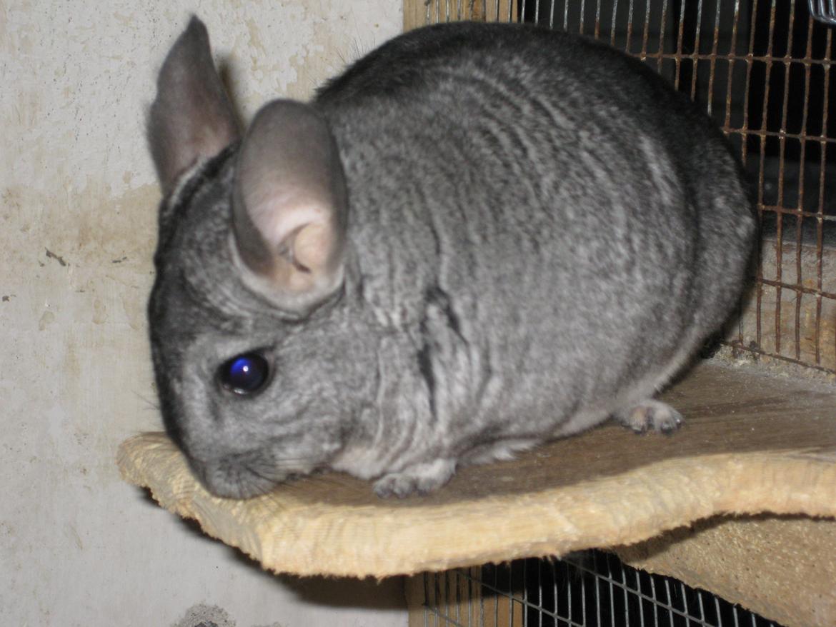 Chinchilla Kastaniens Nanna billede 2