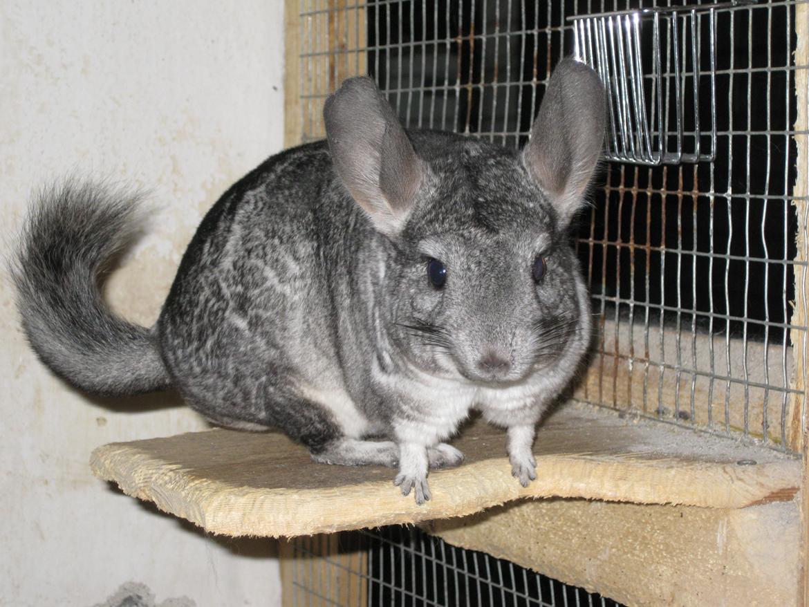 Chinchilla Kastaniens Nanna billede 3