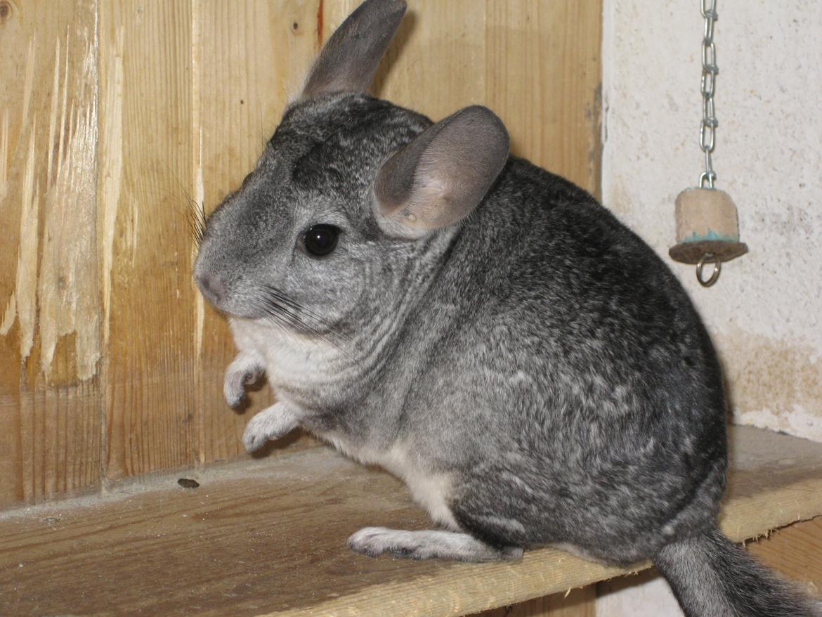 Chinchilla Kastaniens Nanna billede 4