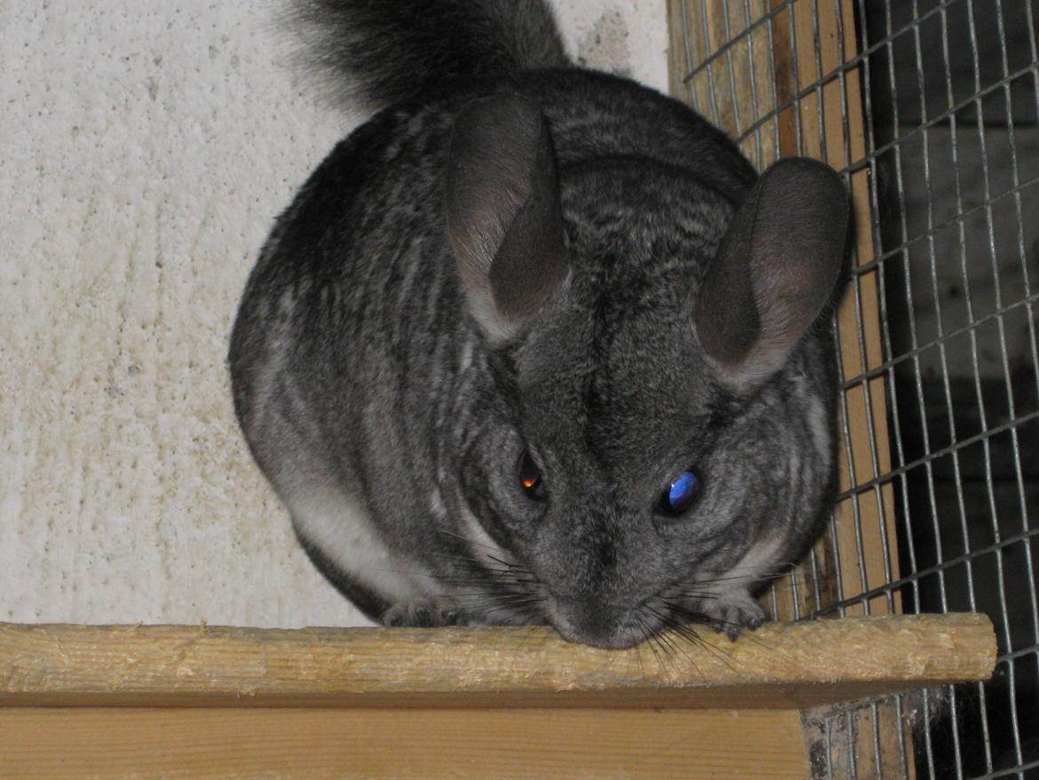Chinchilla Kastaniens Nanna billede 5