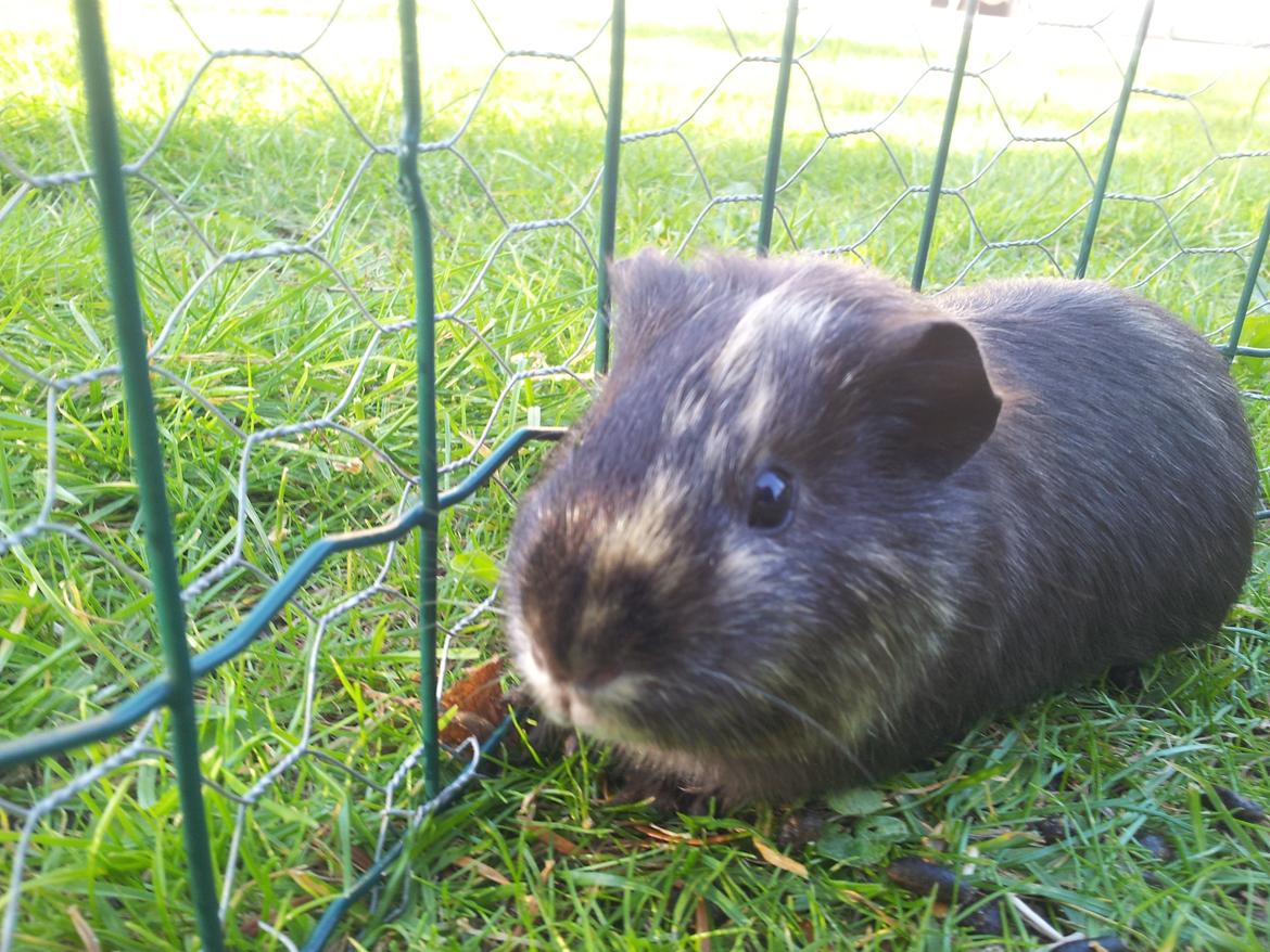 Marsvin mango billede 1