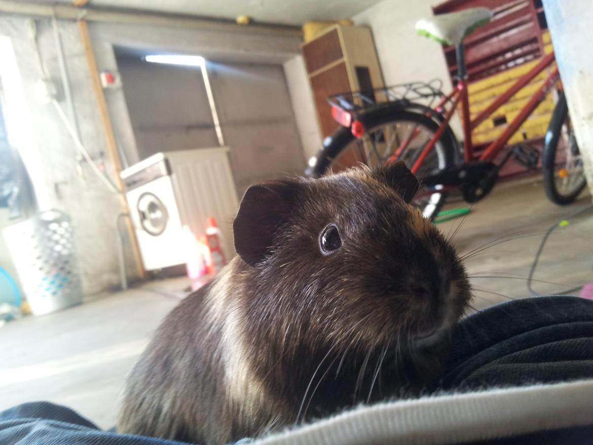 Marsvin mango billede 2