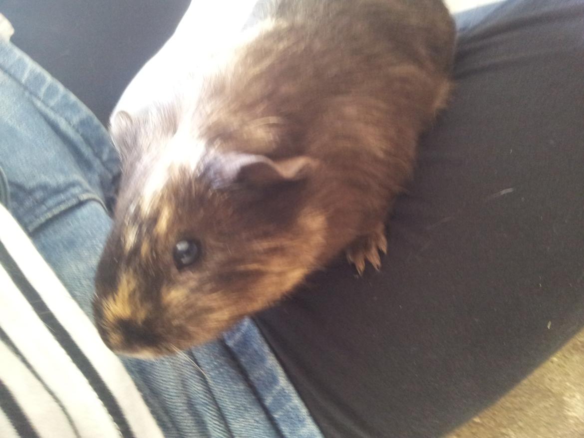 Marsvin mango billede 3