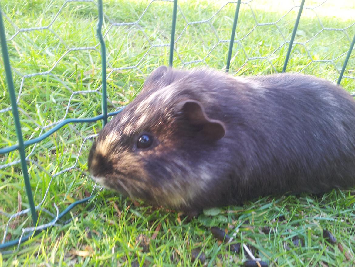 Marsvin mango billede 4