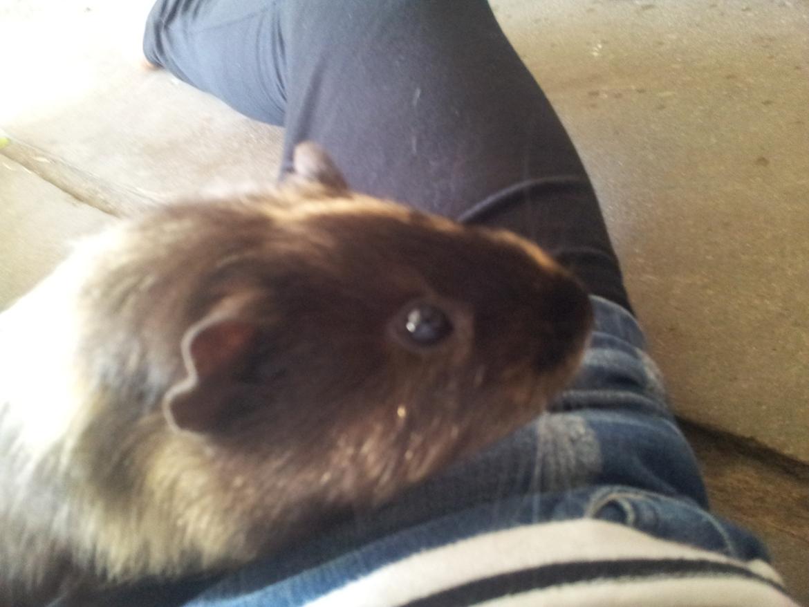 Marsvin mango billede 5