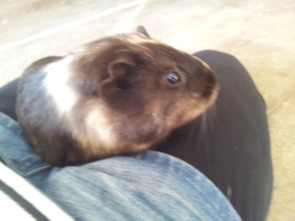 Marsvin mango billede 6