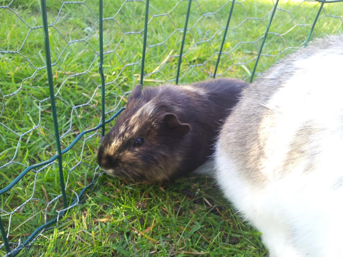 Marsvin mango billede 7