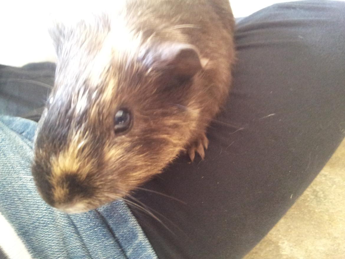 Marsvin mango billede 8