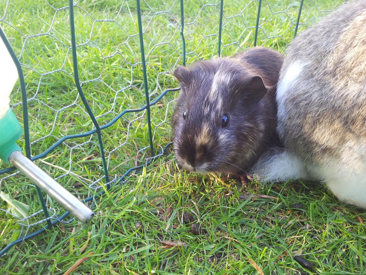 Marsvin mango billede 9