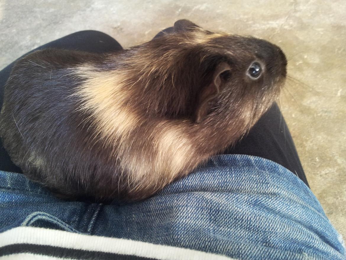 Marsvin mango billede 10