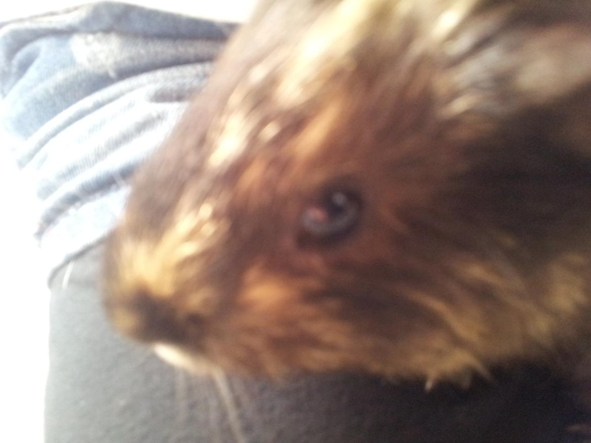 Marsvin mango billede 11