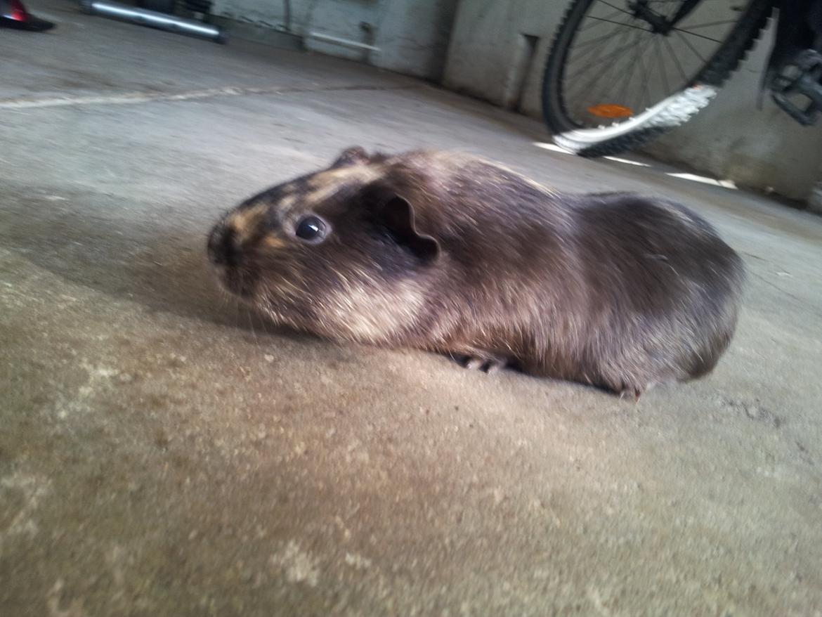 Marsvin mango billede 12