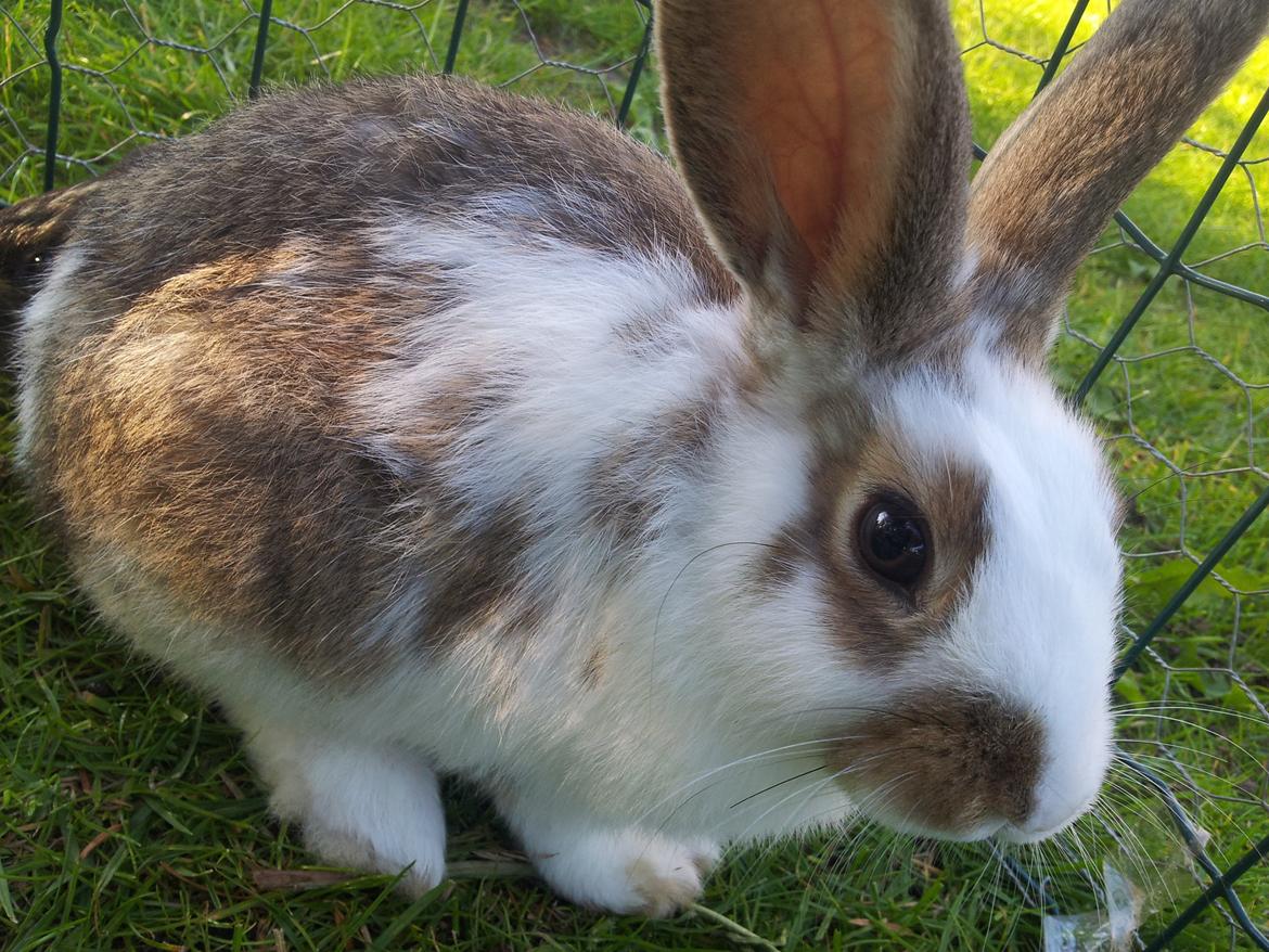 Kanin plet billede 1