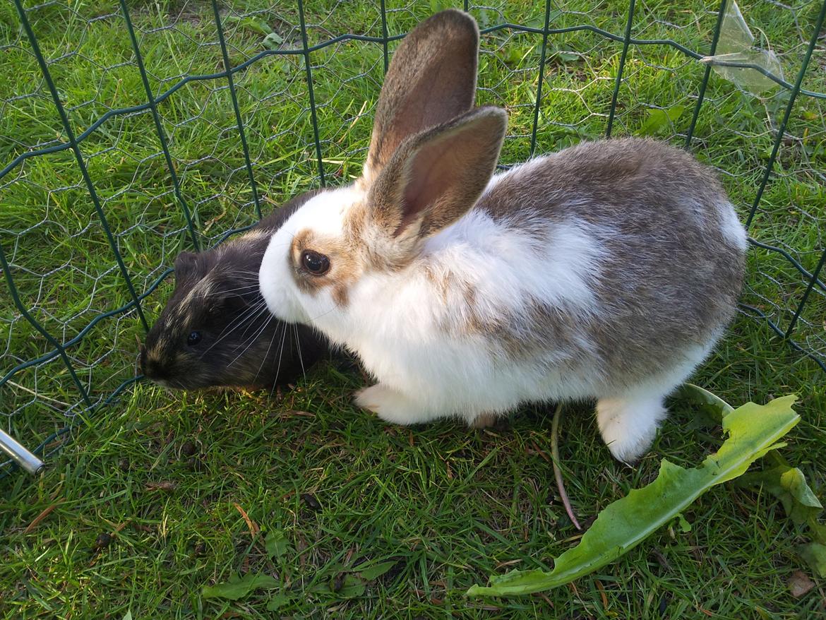 Kanin plet billede 2