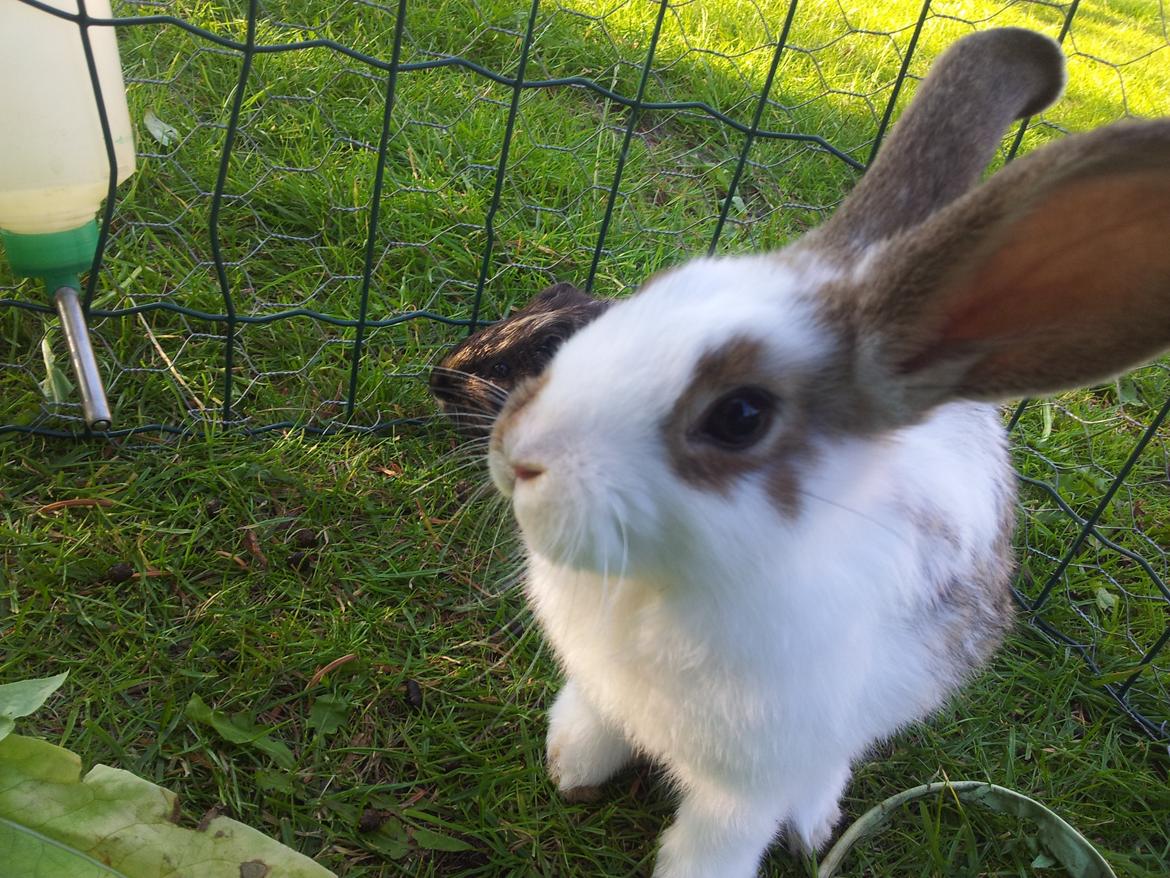 Kanin plet billede 3