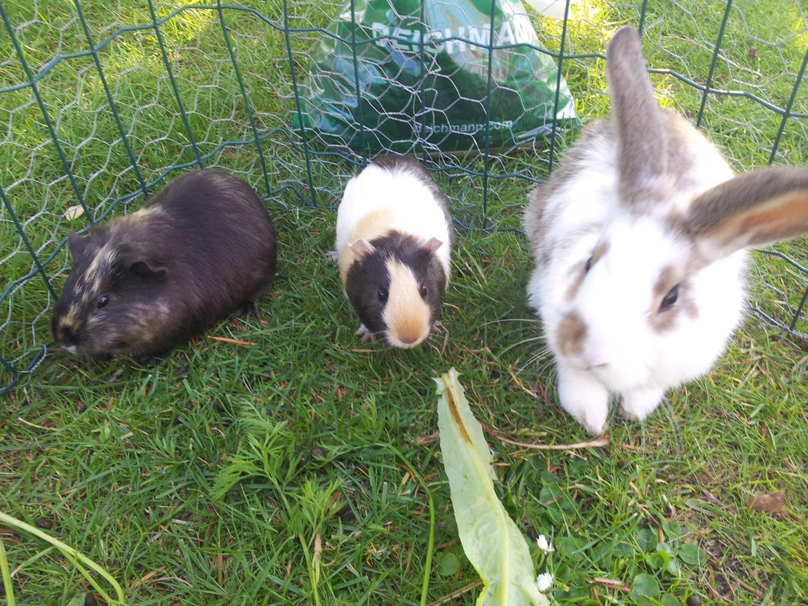 Kanin plet billede 5