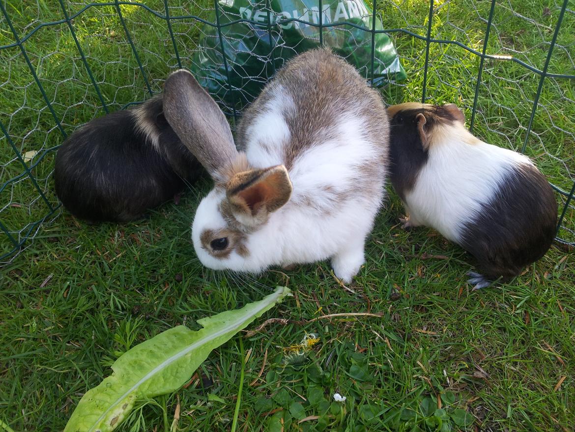 Kanin plet billede 6
