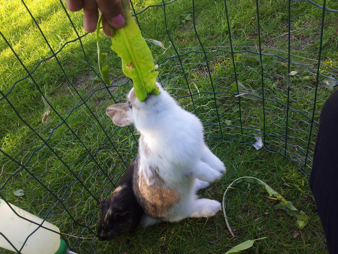 Kanin plet billede 7