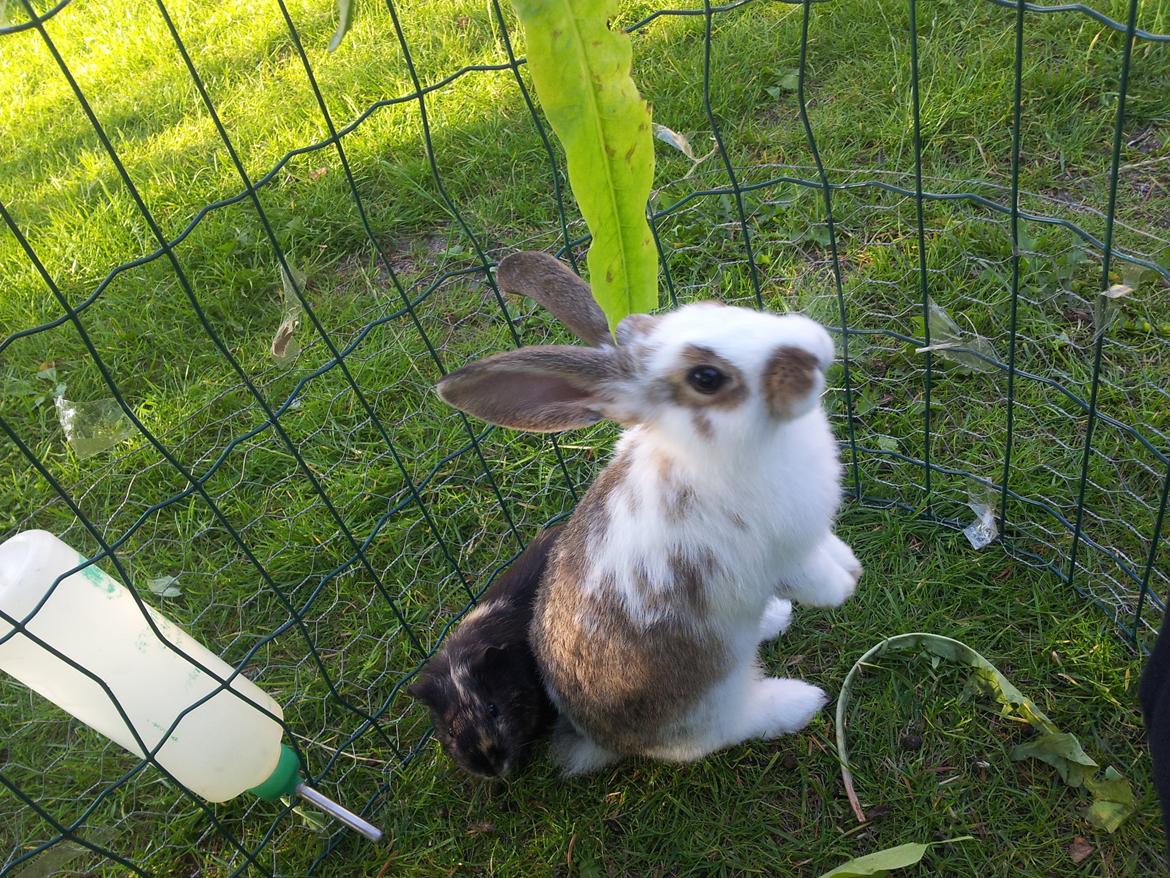 Kanin plet billede 8