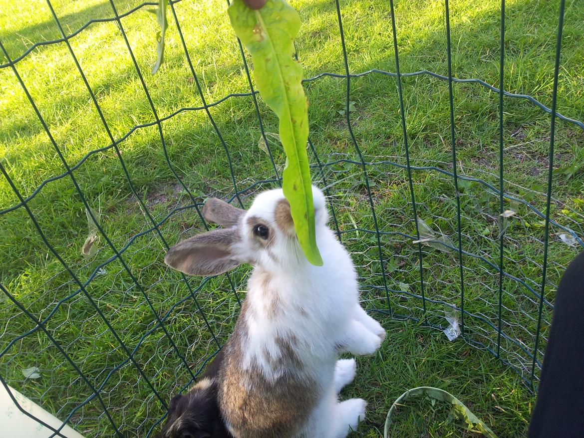 Kanin plet billede 9