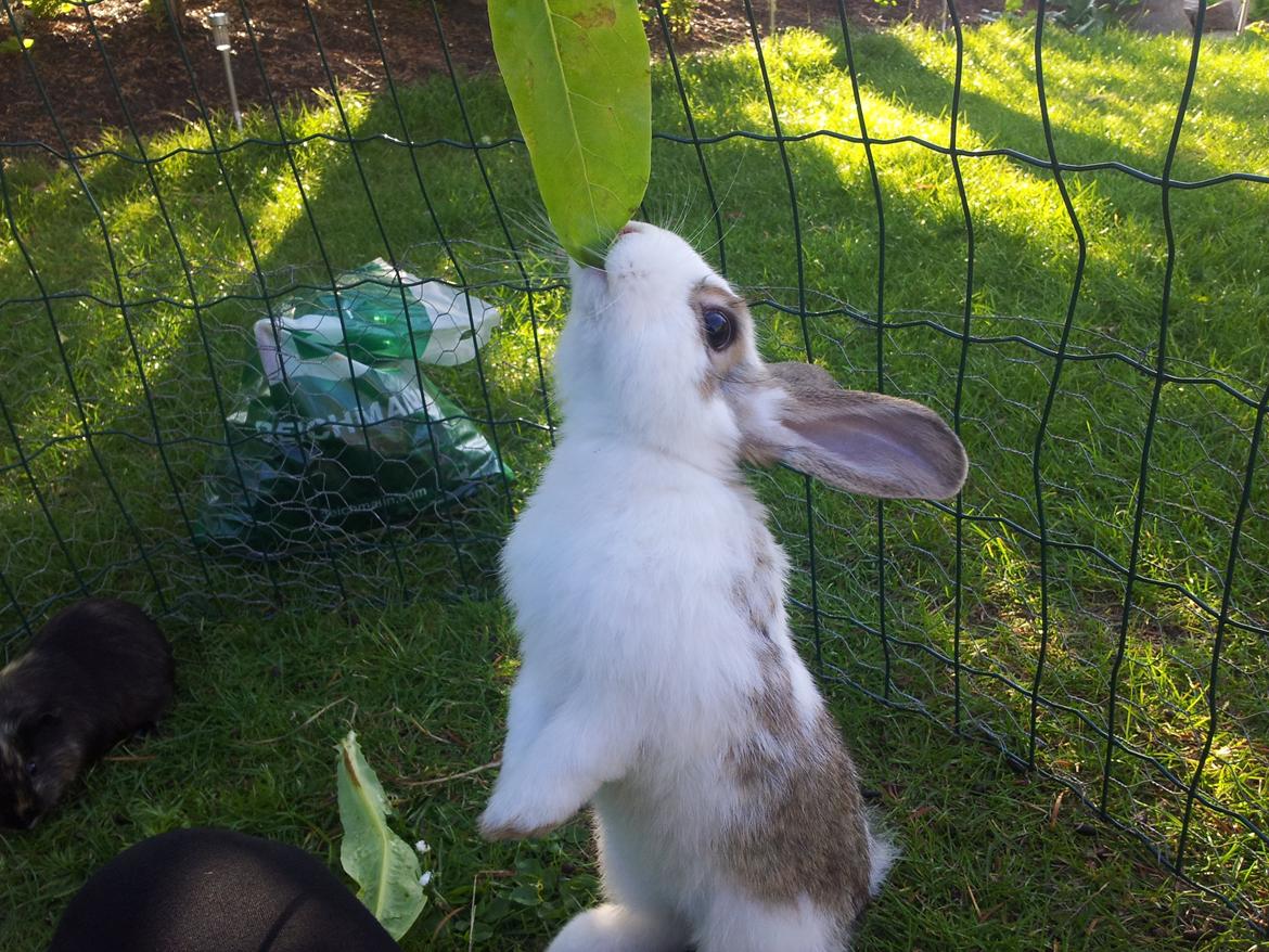 Kanin plet billede 10