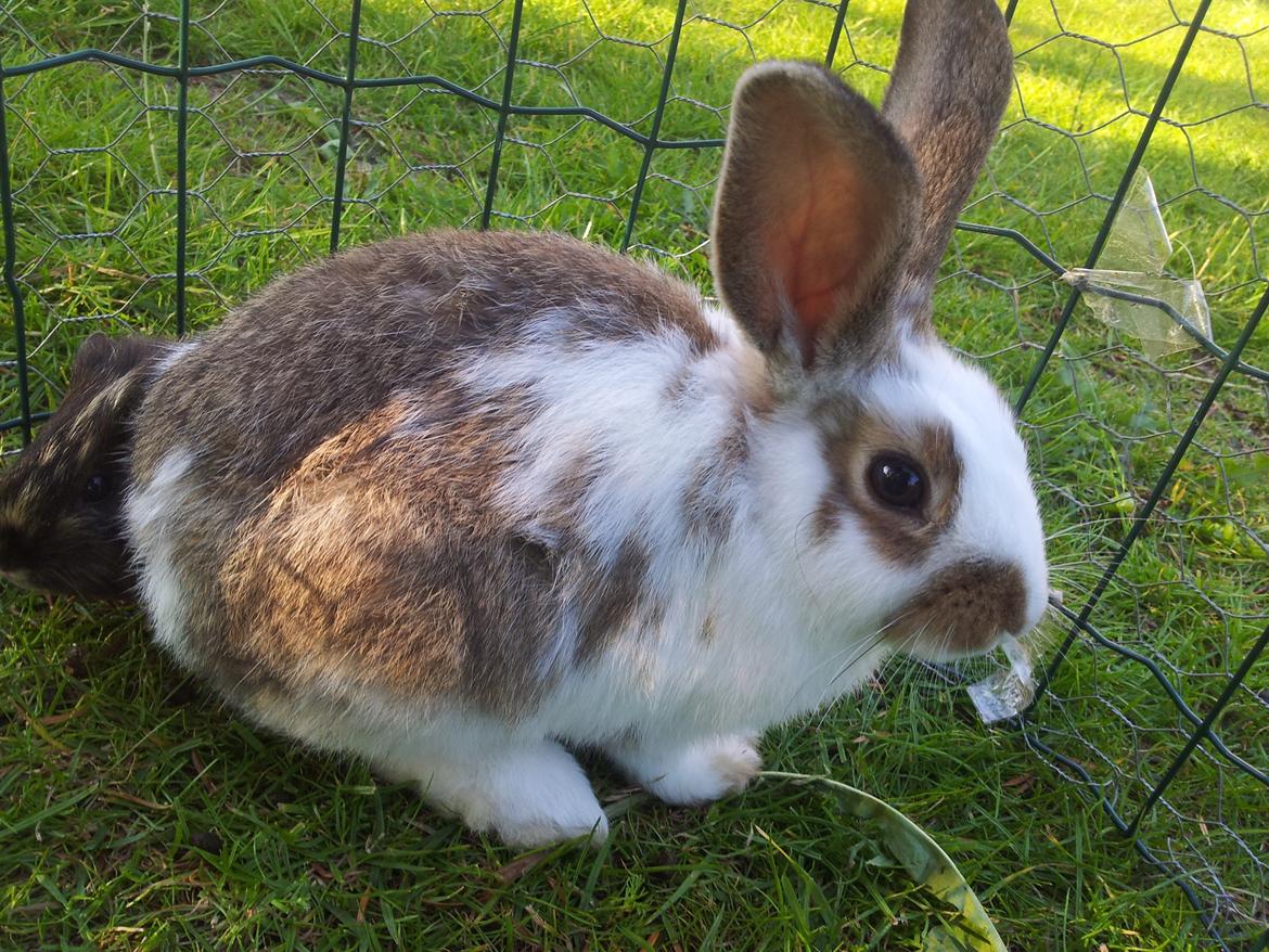 Kanin plet billede 11