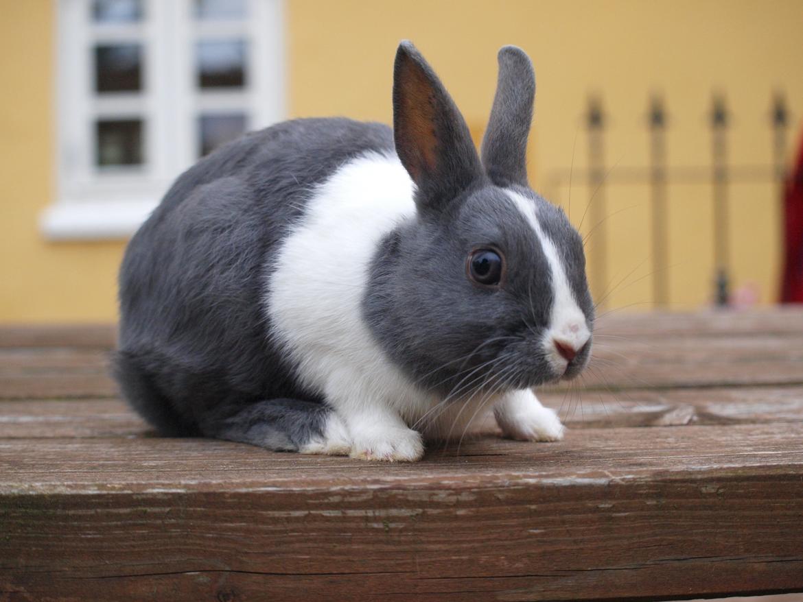 Kanin Bakkehusets Jolly Jumper billede 1