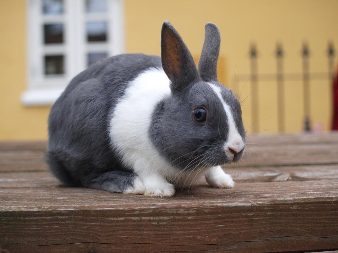 Kanin Bakkehusets Jolly Jumper billede 2