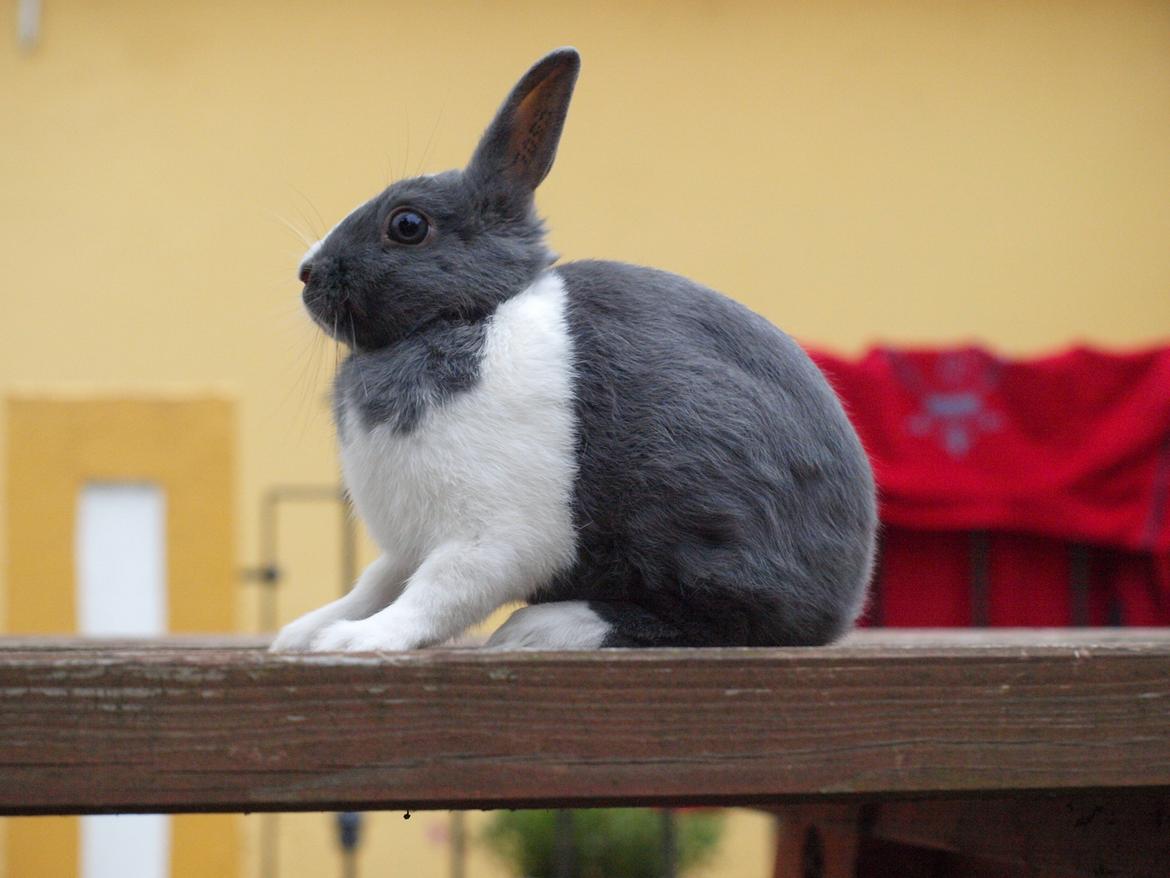 Kanin Bakkehusets Jolly Jumper billede 3