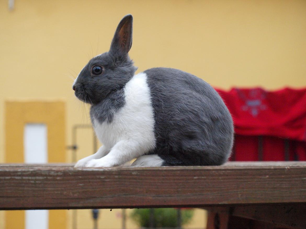 Kanin Bakkehusets Jolly Jumper billede 4