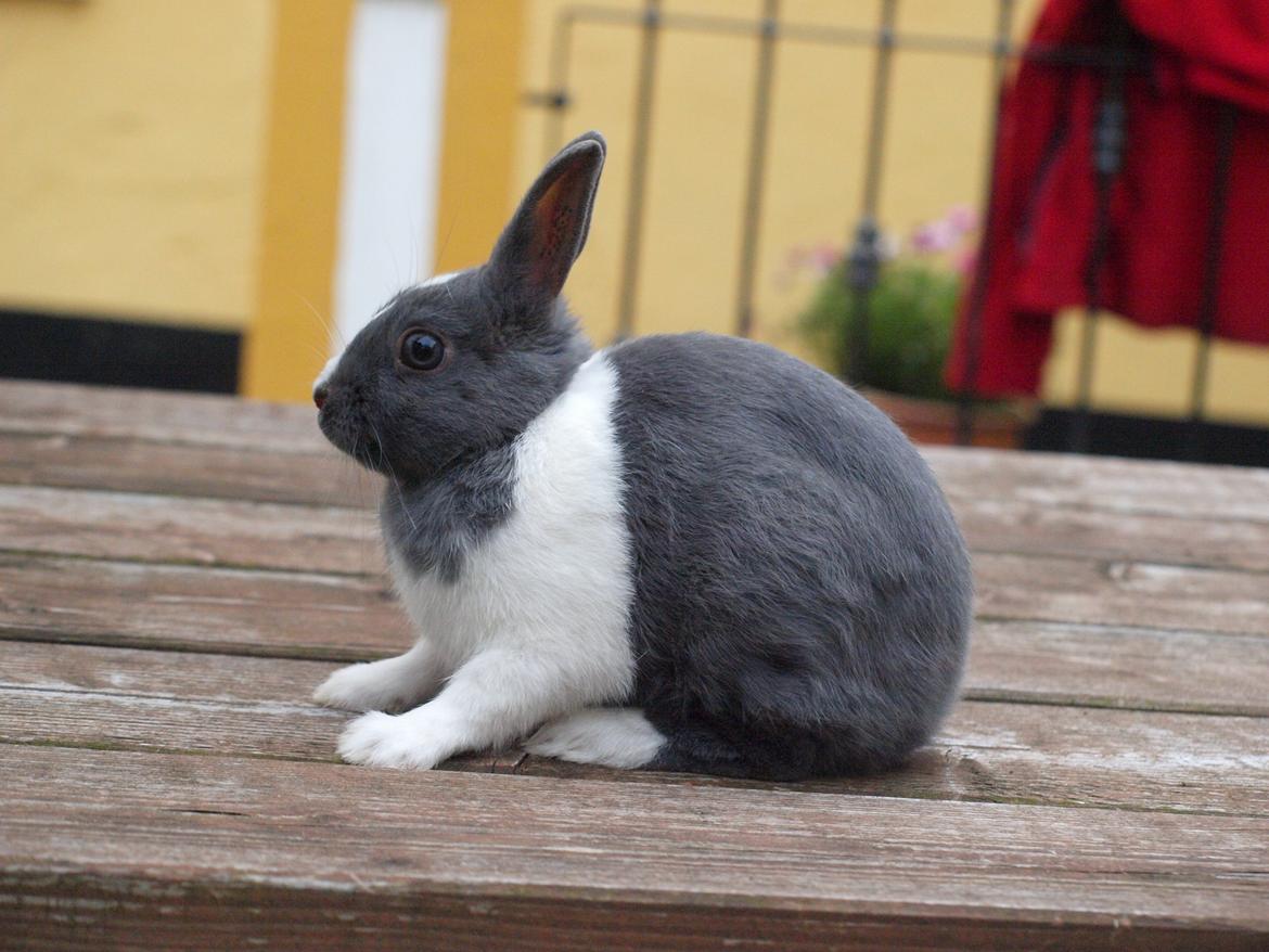 Kanin Bakkehusets Jolly Jumper billede 5