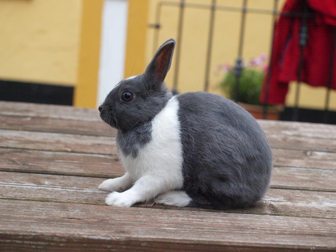 Kanin Bakkehusets Jolly Jumper billede 6