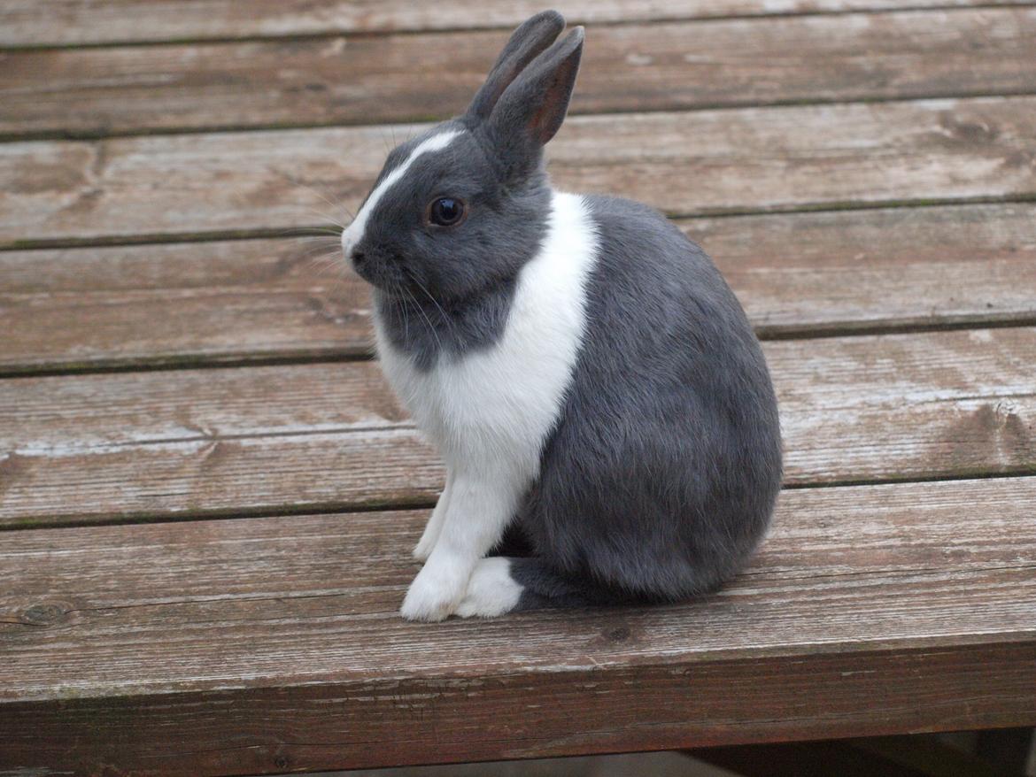 Kanin Bakkehusets Jolly Jumper billede 7