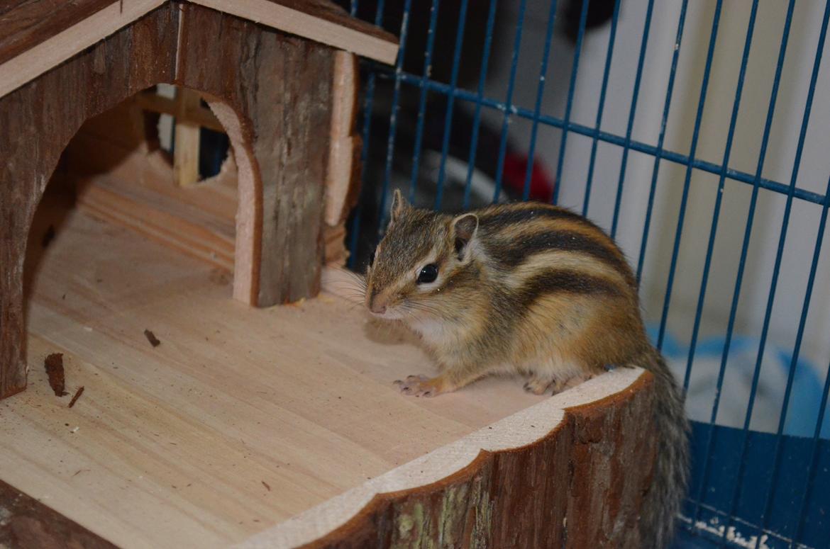 Jordegern Cena - Cena da jeg lige havde fået hende :) billede 1