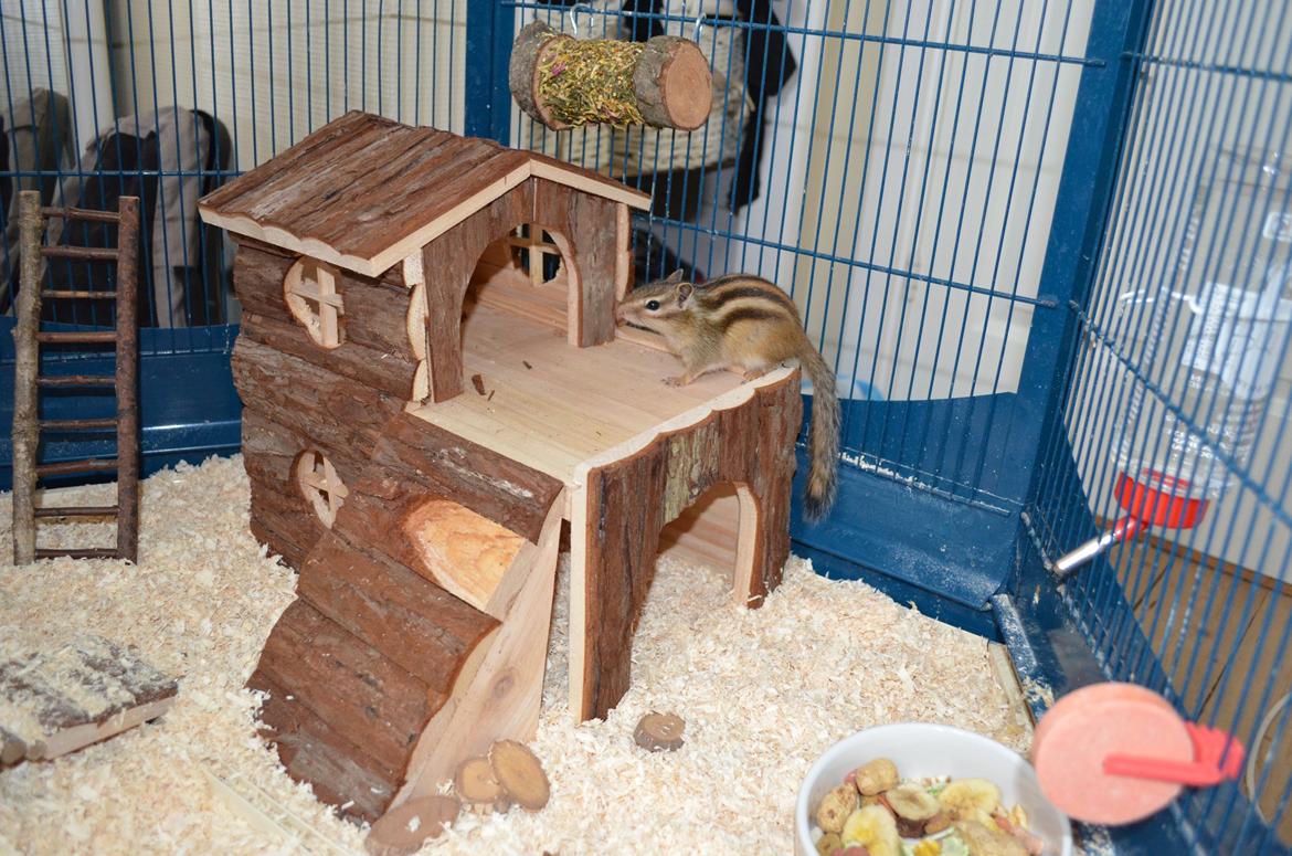 Jordegern Cena - 8 uger gammel :) billede 2