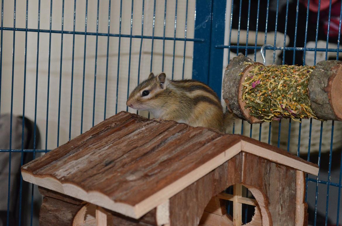 Jordegern Cena billede 3