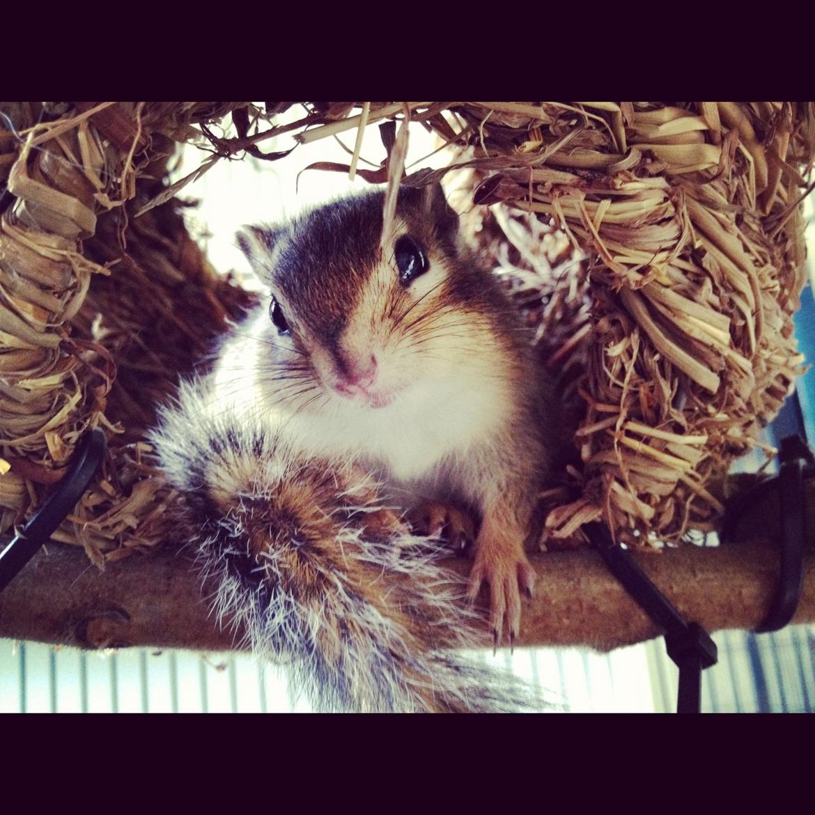 Jordegern Cena - Lille Cena <3 billede 4