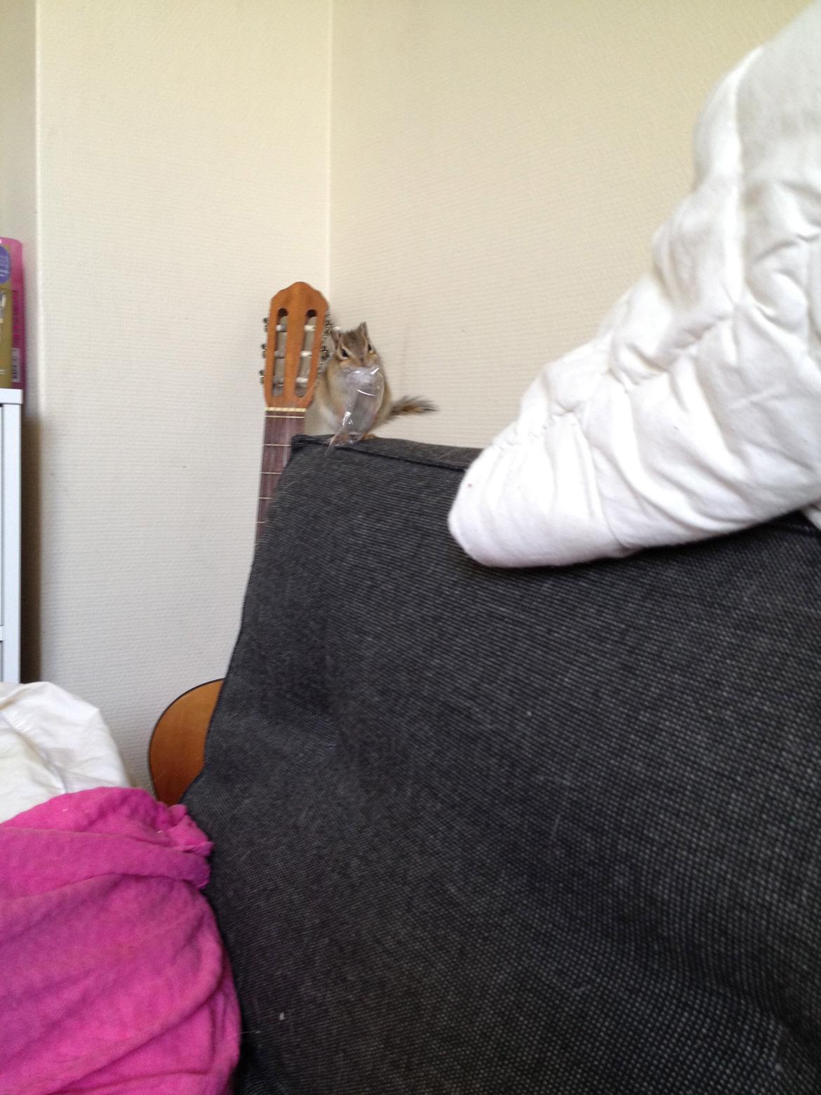 Jordegern Cena - Cena der stjal noget plastik og prøvede at få det ind i munden <3 billede 5