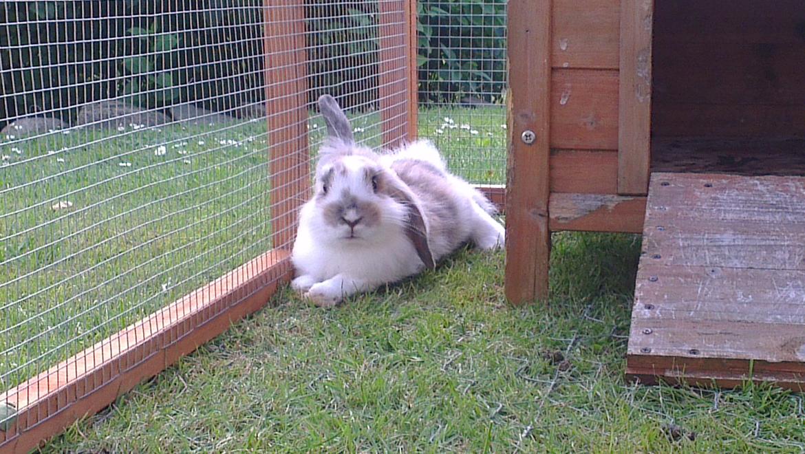 Kanin Blobber billede 19