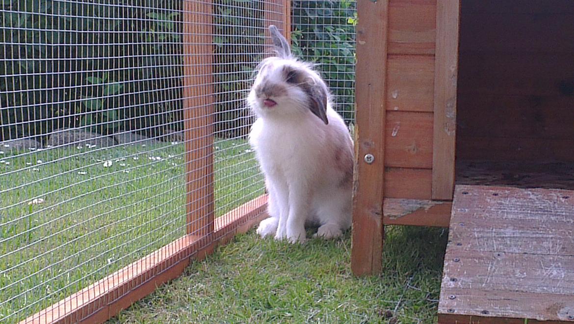 Kanin Blobber billede 17