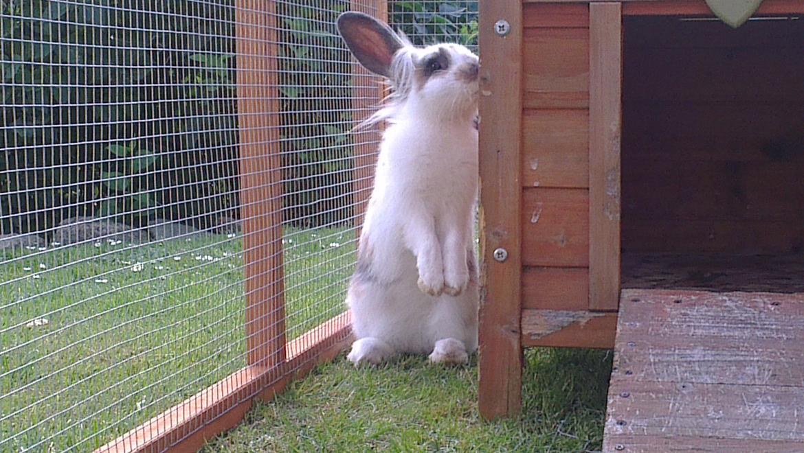 Kanin Blobber billede 18