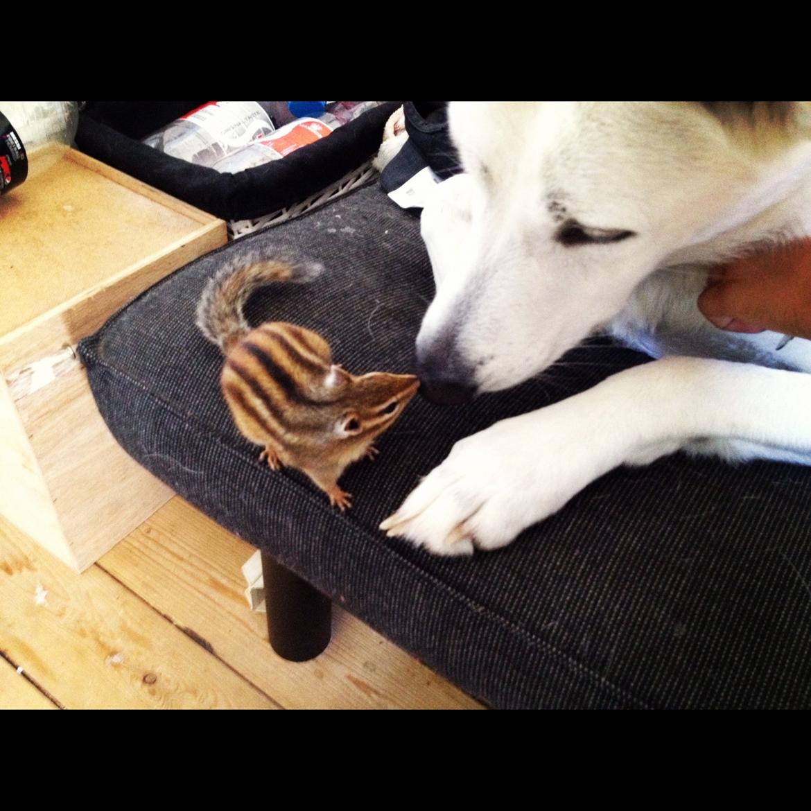 Jordegern Cena - Min hund Nala og Cena som hilser for første gang <3 billede 6