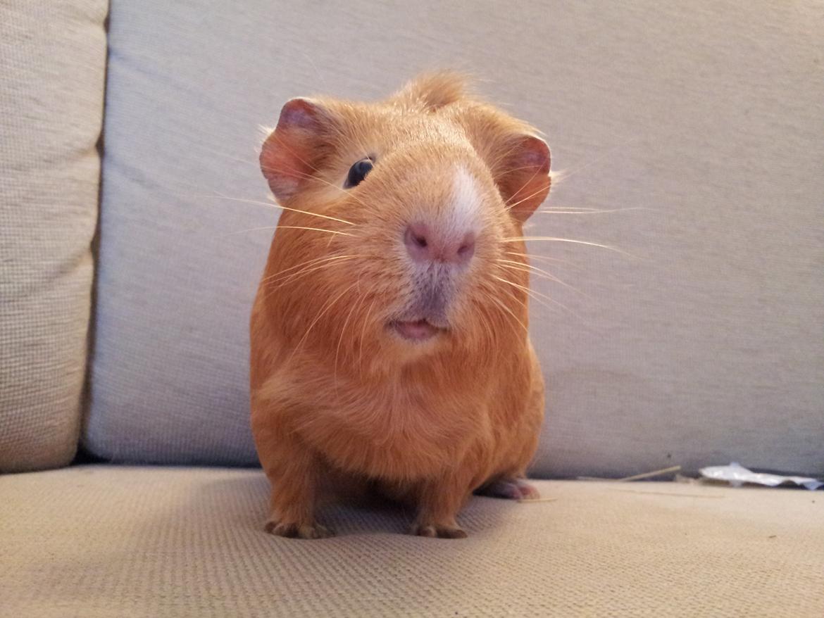 Marsvin Ingolf - Min dejlige lille fyr :) billede 12