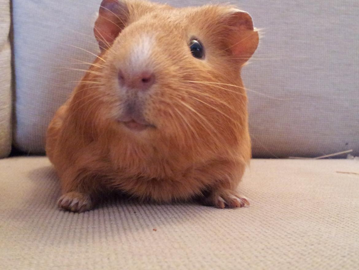 Marsvin Ingolf billede 20