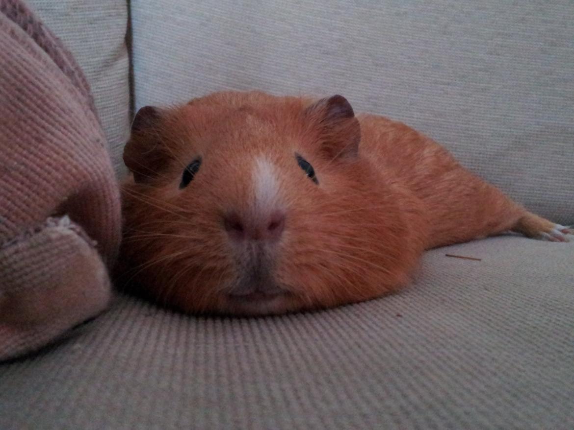 Marsvin Ingolf billede 19