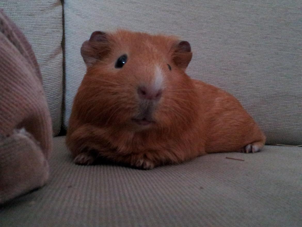 Marsvin Ingolf billede 22